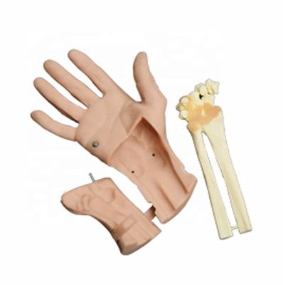 Simulador de entrenamiento de artroscopia de muñeca discerbible Anatomía articular de la mano viva para hospitales