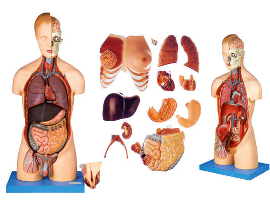 Ventaja de 333 posiciones numeradas Modelo de anatomía humana del torso con músculos y órganos