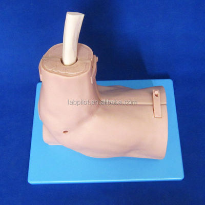 Modelo de entrenamiento de anatomía de la articulación del hombro con simulador desmontable de artroscopia del hombro