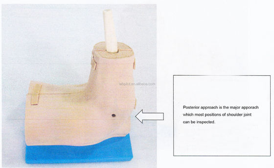 Modelo de entrenamiento de anatomía de la articulación del hombro con simulador desmontable de artroscopia del hombro