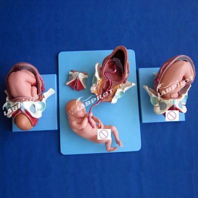 Modelo de demostración anatómica médica del parto Pelvis y modelo del feto a término