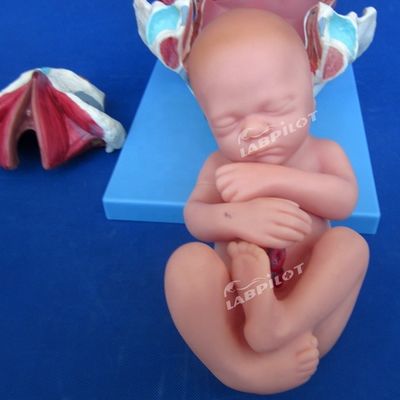 Modelo de demostración anatómica médica del parto Pelvis y modelo del feto a término
