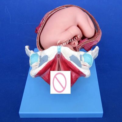 Modelo de demostración anatómica médica del parto Pelvis y modelo del feto a término
