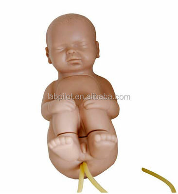 Maniquí de tamaño humano para la práctica de entrenamiento de punción vertebral espinal pediátrica