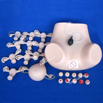 Examen ginecológico de palpación de PVC Maniquí de entrenamiento con función anticonceptiva