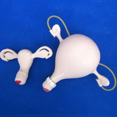 Contracepción Examen pélvico del útero Entrenamiento maniquí Ginecología médica Modelo de atención