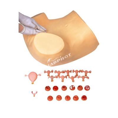 Examen ginecológico de palpación de PVC Maniquí de entrenamiento con función anticonceptiva