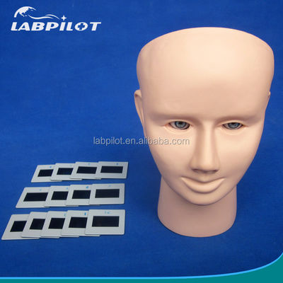 Modelo de enseñanza de la inspección ocular de PVC para el examen fundoscópico de tamaño de vida humana