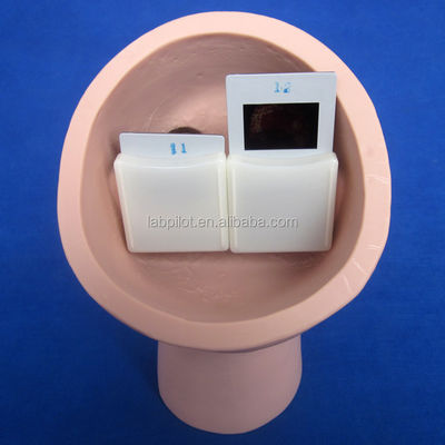 Modelo de enseñanza de la inspección ocular de PVC para el examen fundoscópico de tamaño de vida humana