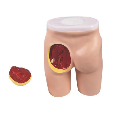 Modelo integral de enseñanza de la inyección IM para la educación de músculos glúteos y anatomía