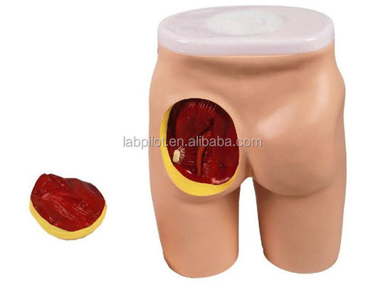 Modelo integral de enseñanza de la inyección IM para la educación de músculos glúteos y anatomía