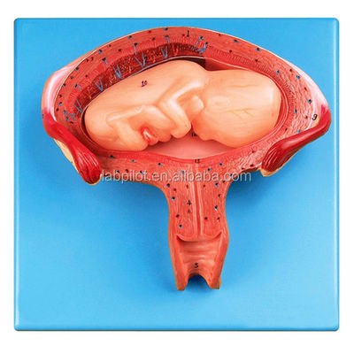 Ciencias médicas maniquí Cuarto mes Modelo de embrión para el útero y la anatomía de los ovarios de la embarazada