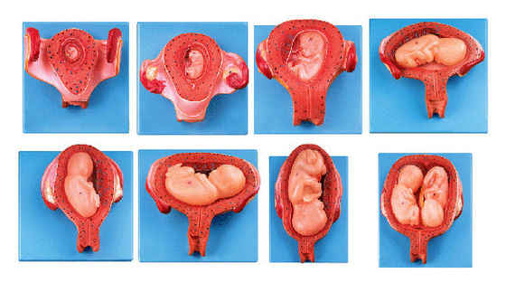 Modelo vivo de histoembriología humana 5mo mes Embrión Feto y útero Modelo anatómico