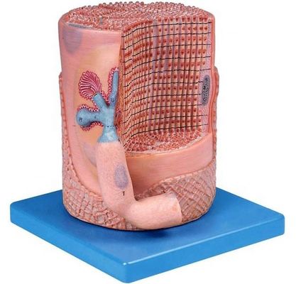 Ciencias médicas avanzadas de PVC Modelo anatómico Fibras musculares esqueléticas Núcleo de la célula muscular Modelo 3D