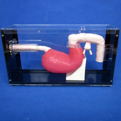 Gastroscopo de tamaño humano Duodenoscopio y ERCP para la enseñanza de anatomía gastrointestinal