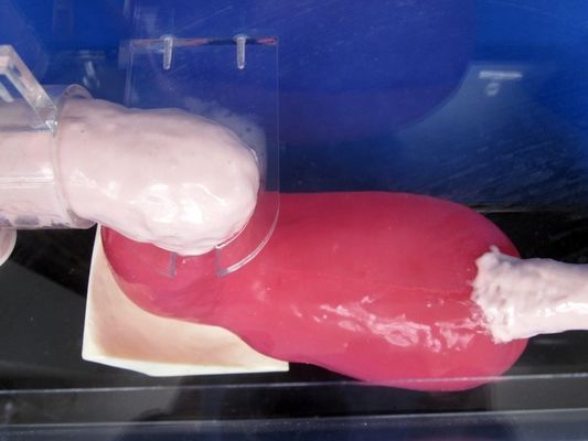 Gastroscopo de tamaño humano Duodenoscopio y ERCP para la enseñanza de anatomía gastrointestinal
