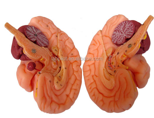 8 Partes de lujo Enseñanza humana Modelo de cerebro plástico para hospitales Anatomía del sistema nervioso