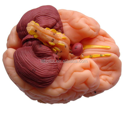 8 Partes de lujo Enseñanza humana Modelo de cerebro plástico para hospitales Anatomía del sistema nervioso