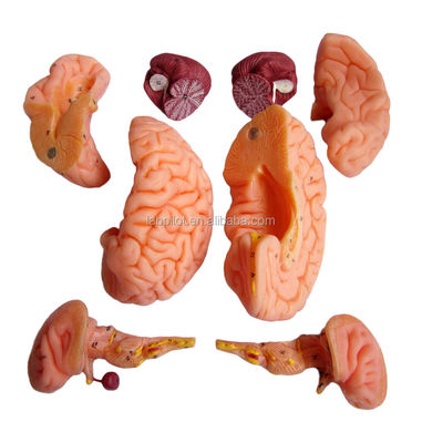 8 Partes de lujo Enseñanza humana Modelo de cerebro plástico para hospitales Anatomía del sistema nervioso