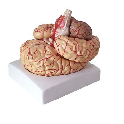 Modelo anatómico para mostrar anatomía del tronco cerebral herramienta de enseñanza hemisférica médica