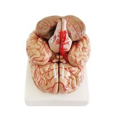 Modelo anatómico para mostrar anatomía del tronco cerebral herramienta de enseñanza hemisférica médica