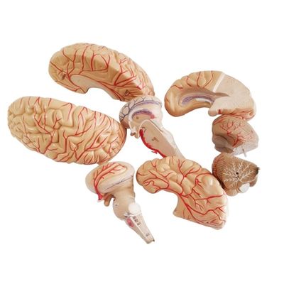 Modelo anatómico para mostrar anatomía del tronco cerebral herramienta de enseñanza hemisférica médica