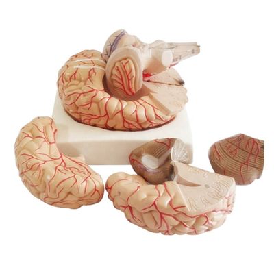 Modelo anatómico para mostrar anatomía del tronco cerebral herramienta de enseñanza hemisférica médica