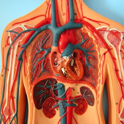Modelos de la vasculatura humana que muestran la anatomía del sistema cardiovascular para el entrenamiento