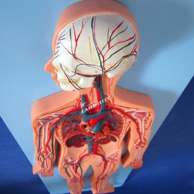 Modelos de la vasculatura humana que muestran la anatomía del sistema cardiovascular para el entrenamiento