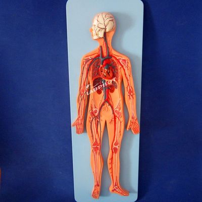 Modelos de la vasculatura humana que muestran la anatomía del sistema cardiovascular para el entrenamiento