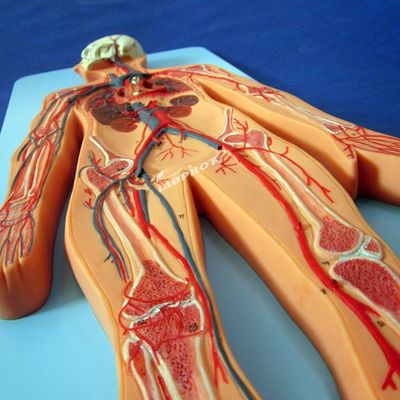 Modelos de la vasculatura humana que muestran la anatomía del sistema cardiovascular para el entrenamiento