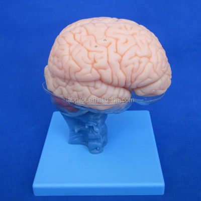 Tamaño de vida humana 3D Enseñanza de la anatomía Modelo 15 piezas desmontables para la ciencia médica