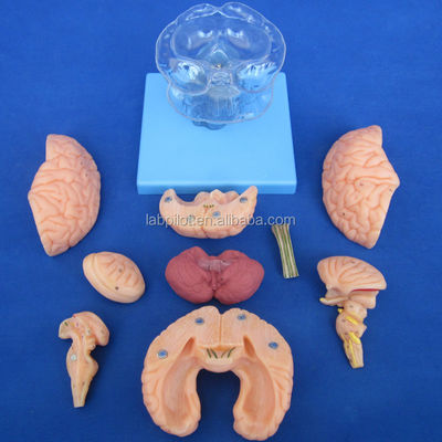 Tamaño de vida humana 3D Enseñanza de la anatomía Modelo 15 piezas desmontables para la ciencia médica