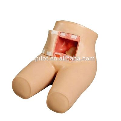 Modelo de entrenamiento de defecación asistida y cuidado de enemas ideal para la educación en ciencias médicas