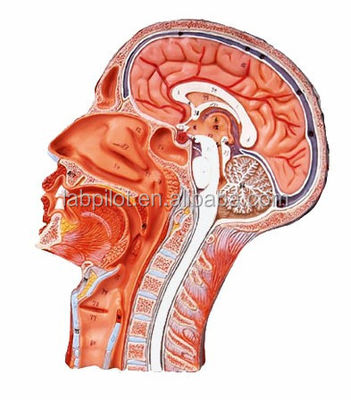 Modelo de mitad de cabeza y cerebro de dos lados para hospitales que muestra la sección sagital mediana de la cabeza