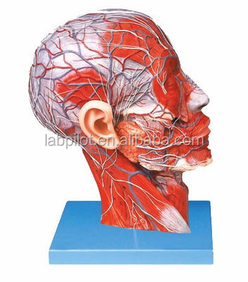 Modelo de mitad de cabeza y cerebro de dos lados para hospitales que muestra la sección sagital mediana de la cabeza
