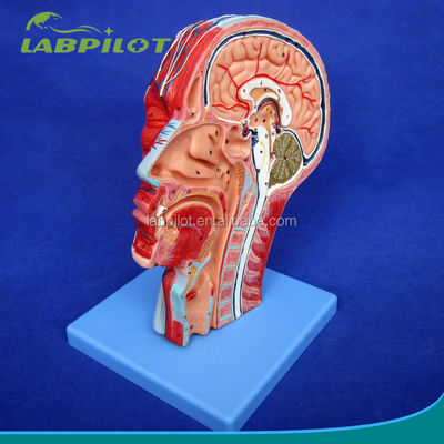 Demostración educativa Modelo anatómico de media cabeza con cerebro y vasos sanguíneos