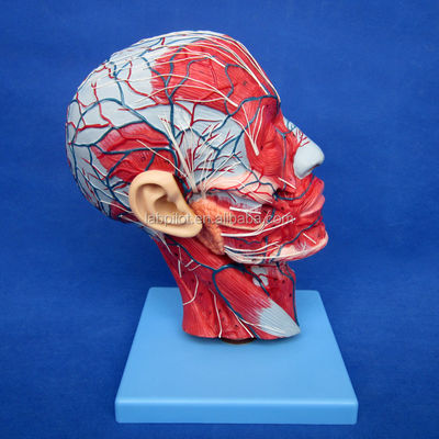 Demostración educativa Modelo anatómico de media cabeza con cerebro y vasos sanguíneos
