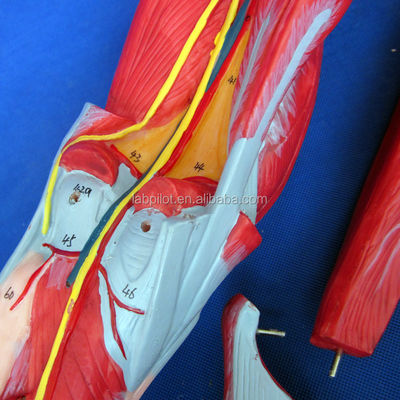 Músculos desmontables de las extremidades inferiores Modelo médico PVC avanzado para la educación en anatomía