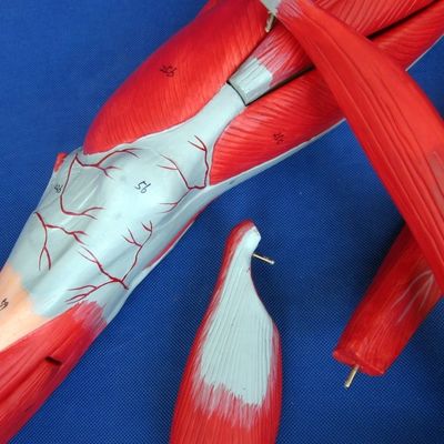 Músculos desmontables de las extremidades inferiores Modelo médico PVC avanzado para la educación en anatomía