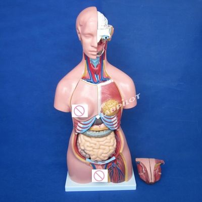 Modelo de órganos del cerebro pulmón y corazón para la enseñanza del tamaño de la vida humana