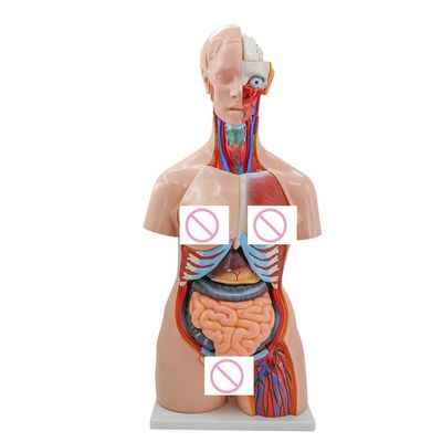 40 Partes Cerebro Corazón Pulmón Estómago Riñón Modelo para la enseñanza de anatomía médica en hospitales