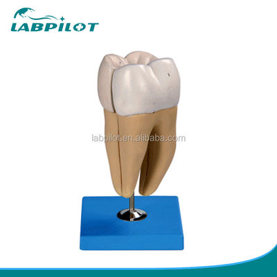 Estructuras anatómicas detalladas de los dientes molares inferiores adultos Modelo avanzado de cuidado dental de PVC