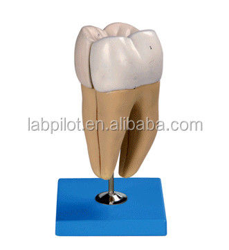 Estructuras anatómicas detalladas de los dientes molares inferiores adultos Modelo avanzado de cuidado dental de PVC