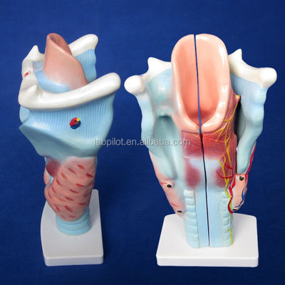 Modelo de laringe y glándula tiroides de 3 partes esencial para estudiar el sistema respiratorio humano