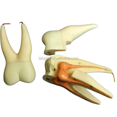 Demonstración de cuidado dental Modelo de dientes anatómicos desmontables para dientes molares de tres raíces