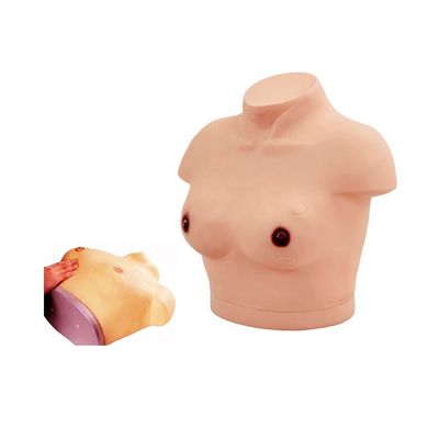 Maniquí de torso femenino vivo con examen de mama y modelo de demostración de palpación