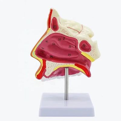 Modelo de la cavidad nasal sagital mediana con estructuras anatómicas detalladas y PVC avanzado