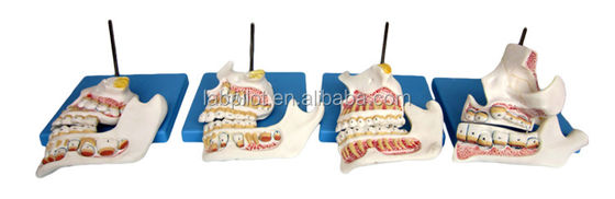 Función Demostrar dientes molares inferiores Estructuras anatómicas detalladas para la investigación dental