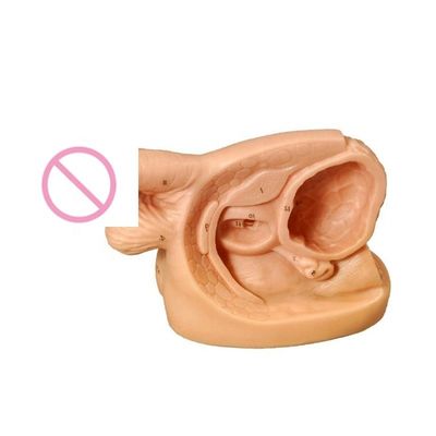 Modelo de enseñanza de anatomía genital masculina para la formación de cateterismo maniquí educativo
